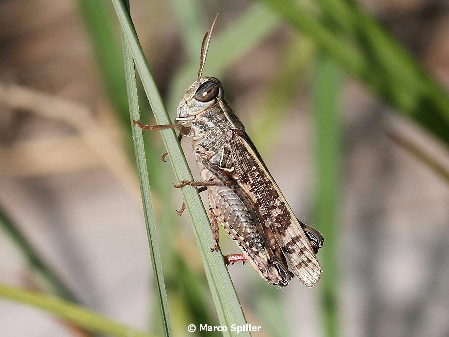 Calliptamus italicus